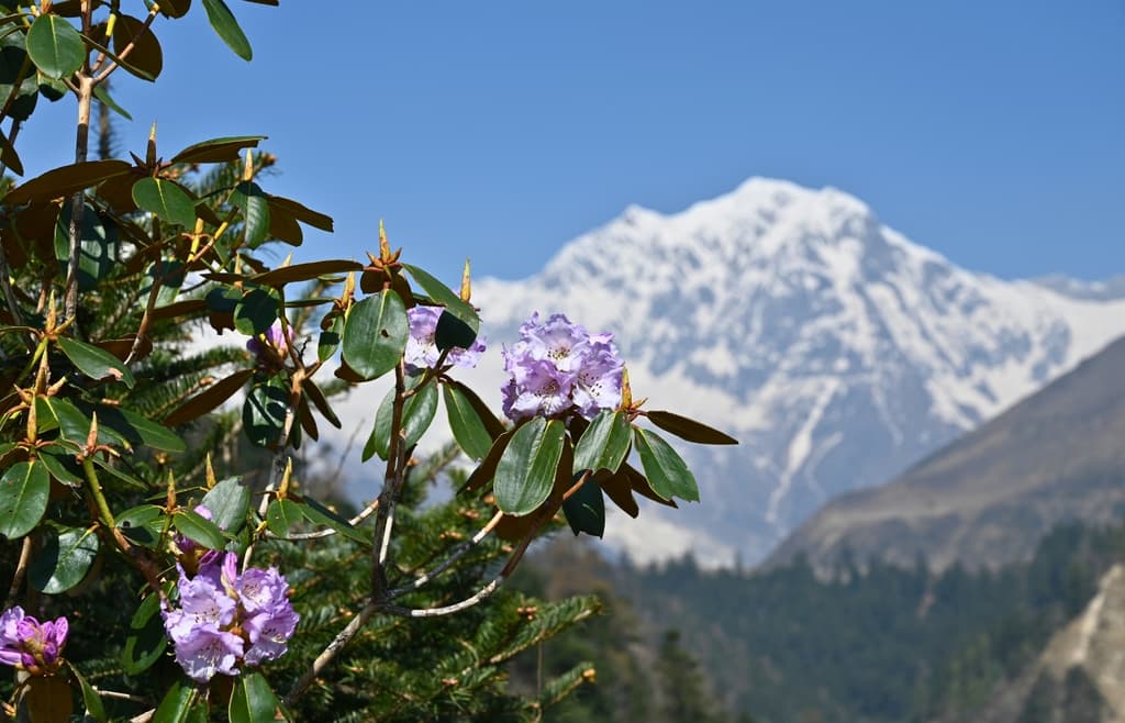 Manaslu circuit trek best time