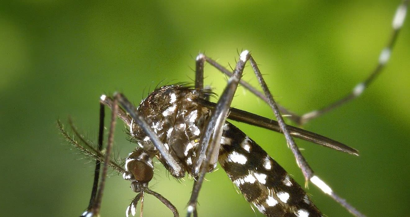 Traveling to Nepal? Learn How to Avoid Dengue and Other Potential Illnesses