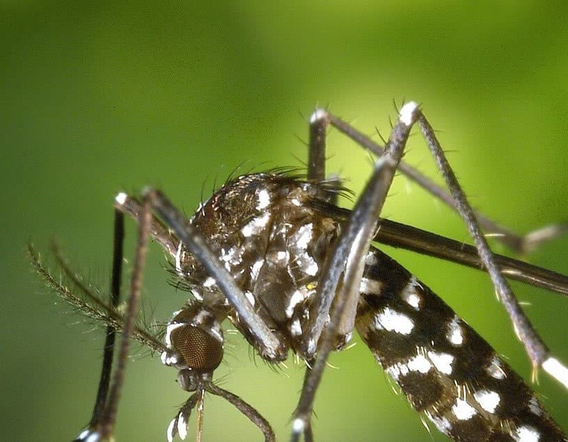 Traveling to Nepal? Learn How to Avoid Dengue and Other Potential Illnesses