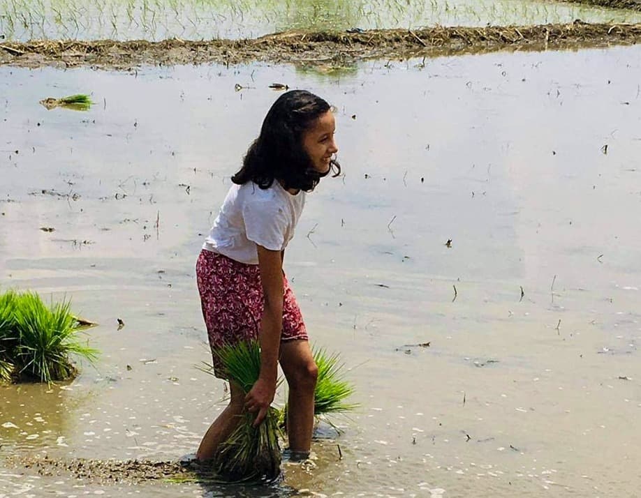 Rice Planting Festival in Nepal 2025