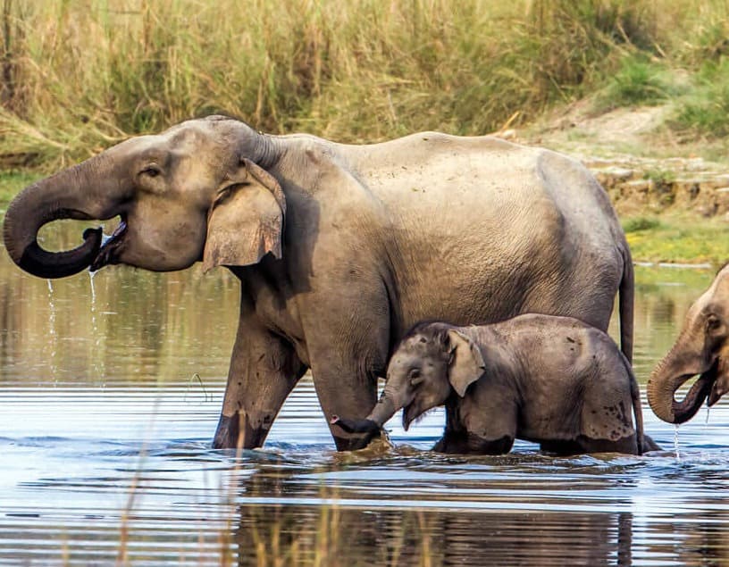 Why you shouldn’t Ride Elephants?