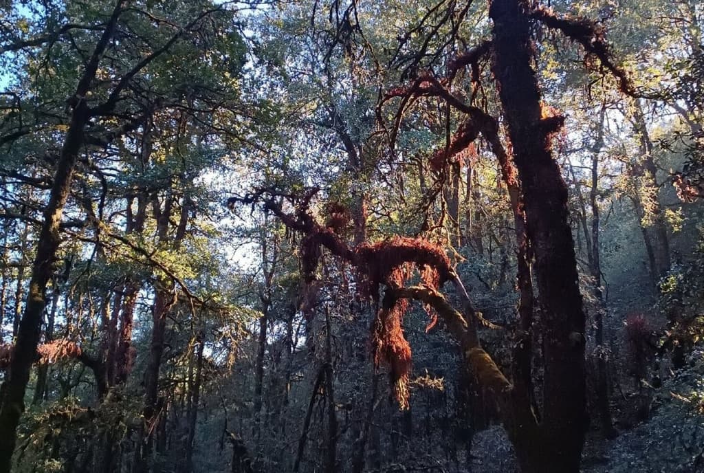 Navigating Forest During Tamang Heritage Langtang Trek