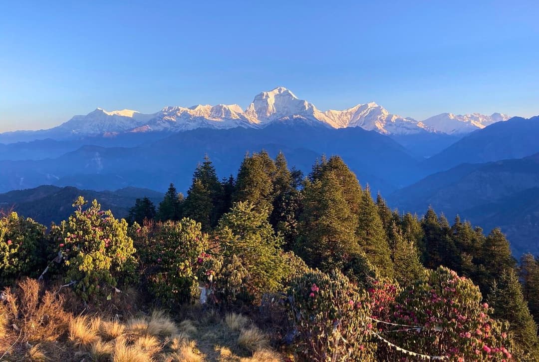 Dense rhododendron forest trail between Ulleri and Ghorepani in Annapurna region