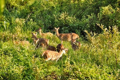 Deer in conserved area of Chitwan National Park
