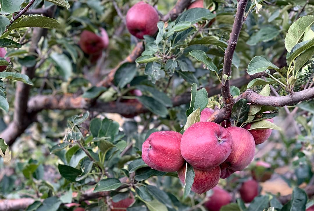 Famous Mustang Apple on the way to Muktinath to Jomsom