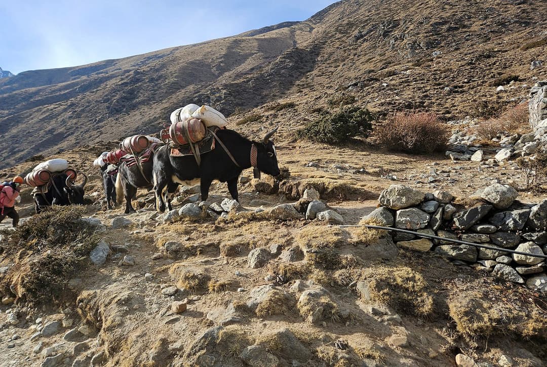 Yak Carrying Load