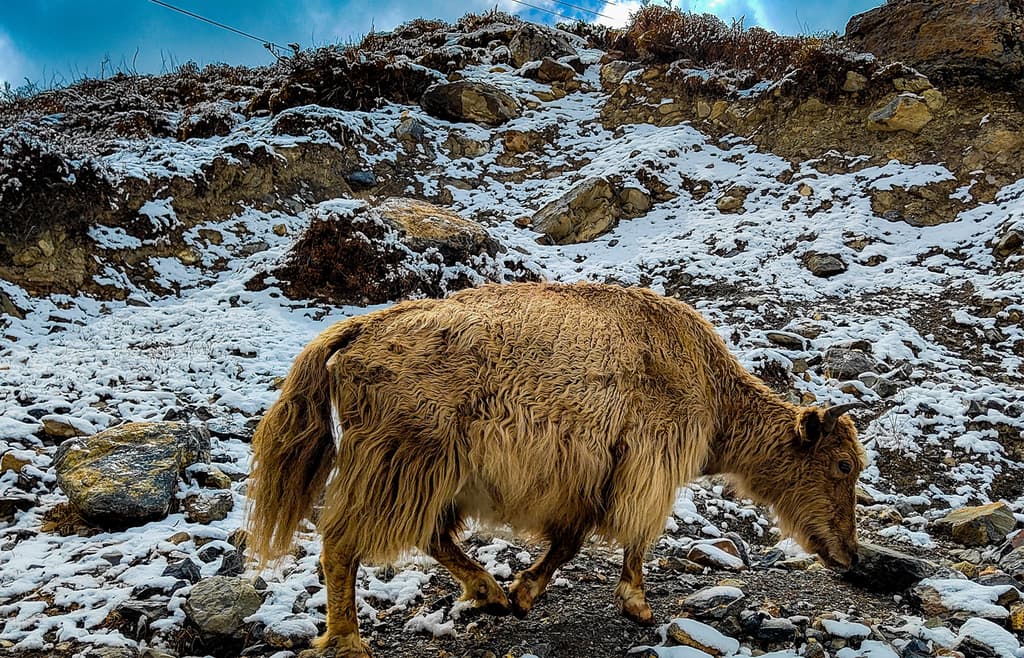 Thorong Phedi