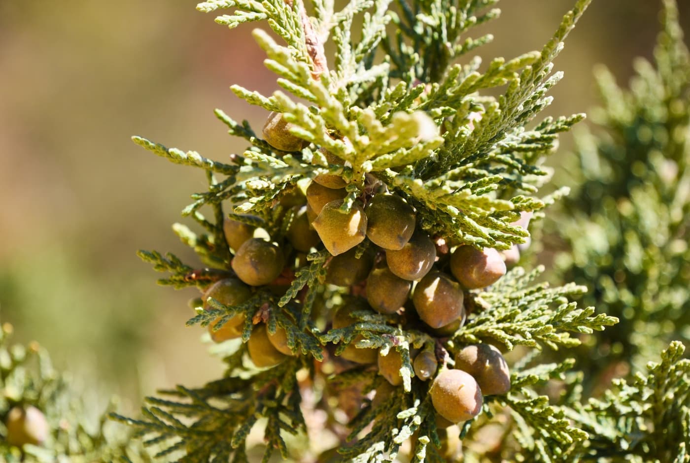 FLora of Upper mustang trek