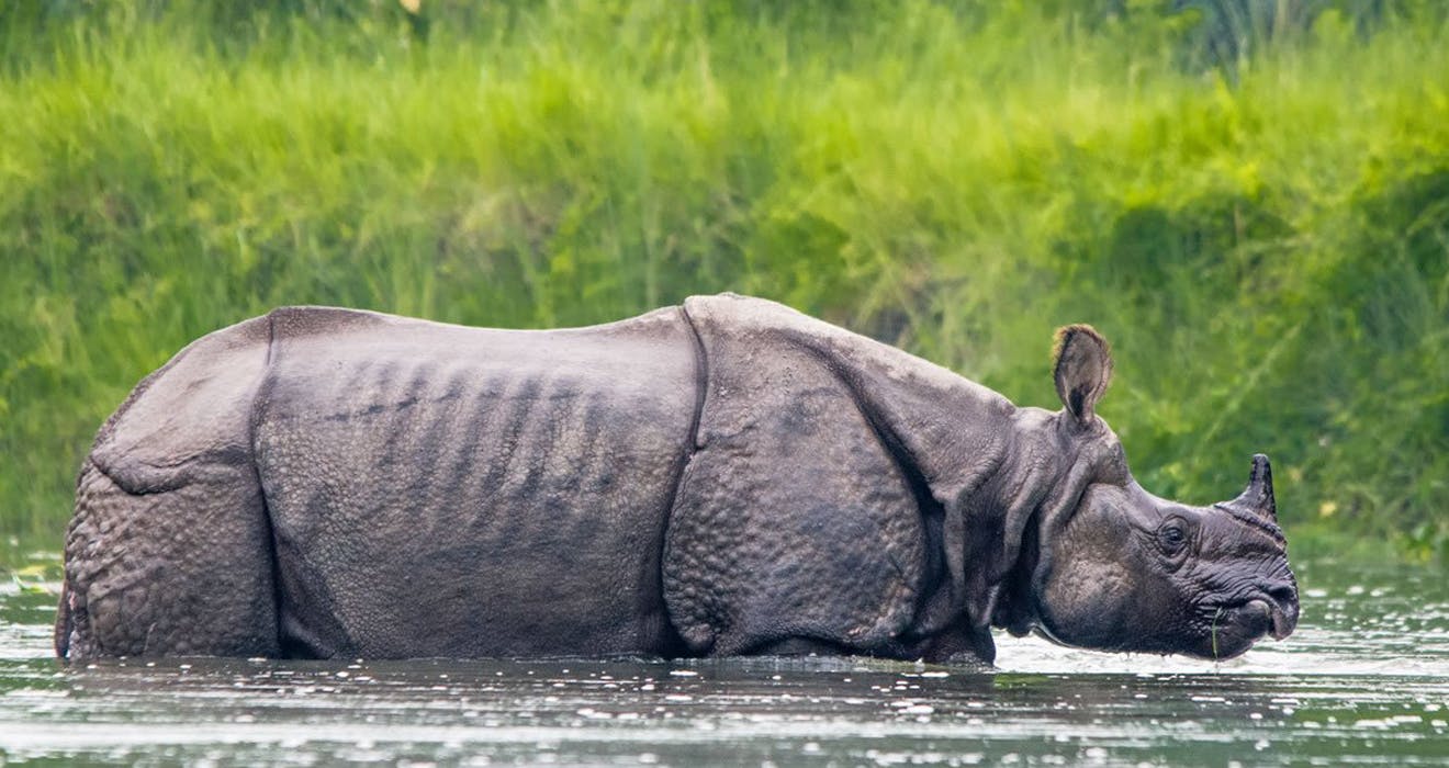 Guide to the Chitwan National Park