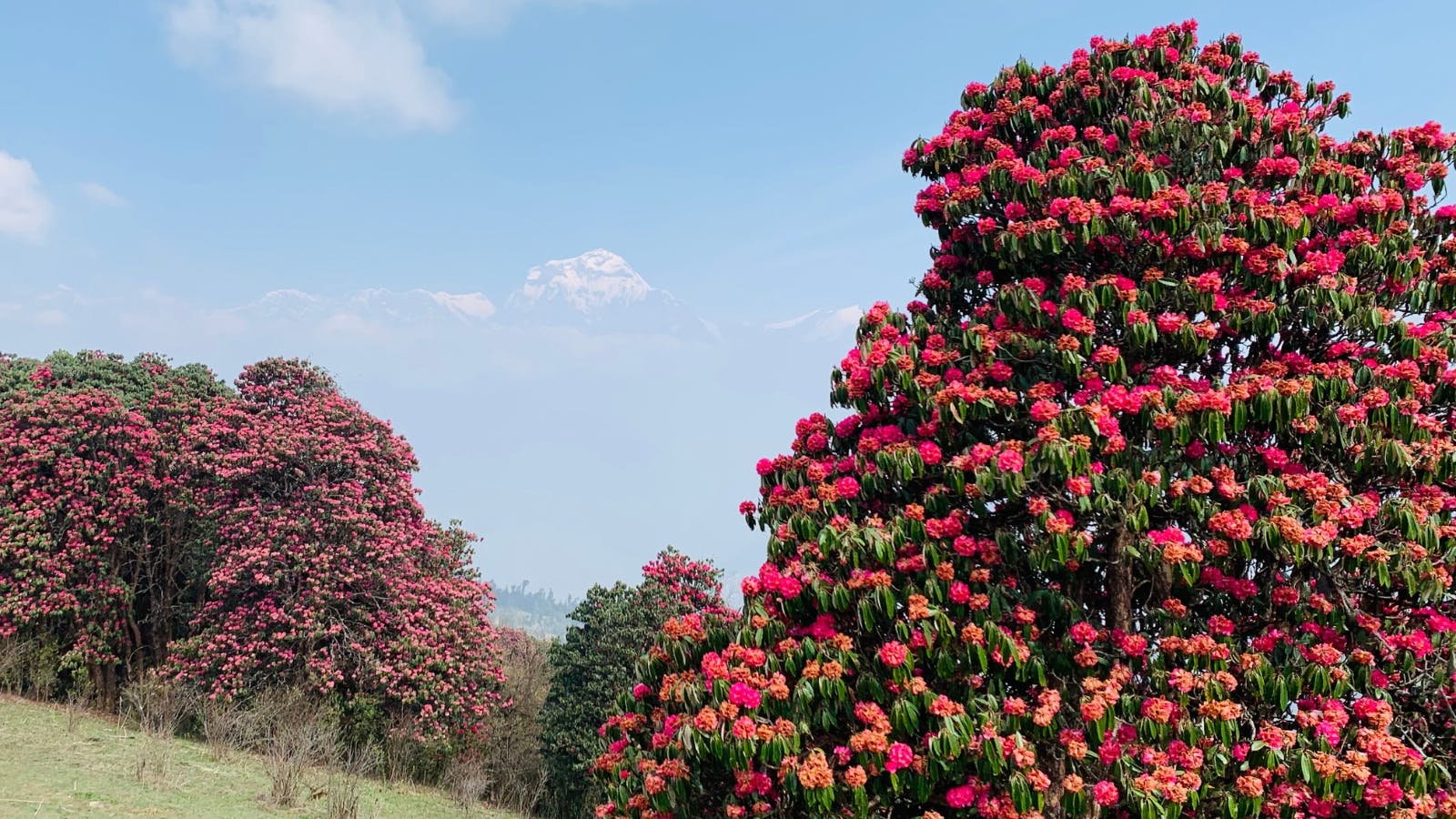 Rhododendron forest blooming along the trail during springtime