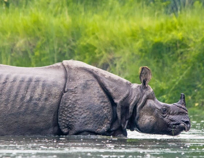 Chitwan Jungle Safari Tour – Reconnoiter the tropical jungles of Nepal