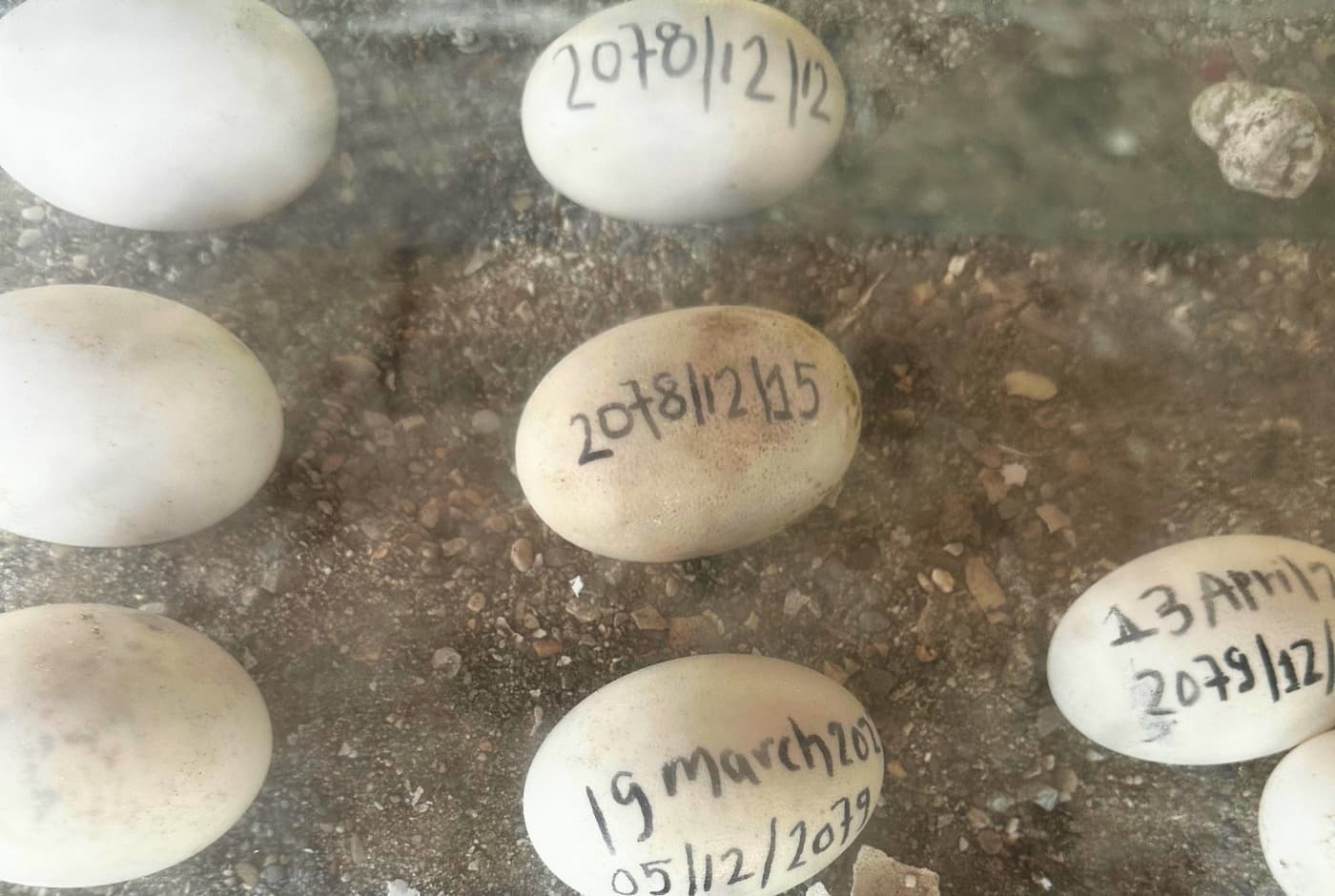 Eggs of gharial