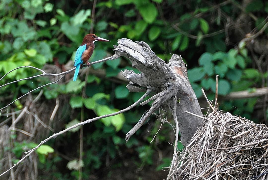 King Fisher Conserved area