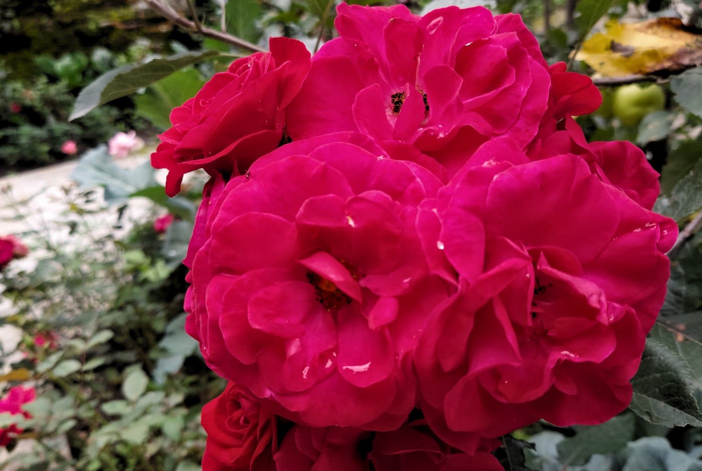 Bright red roses in full bloom in a garden Annapurna with Tilicho Trek