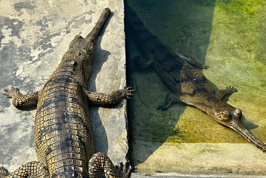 Gharial Crocodile Breeding Center